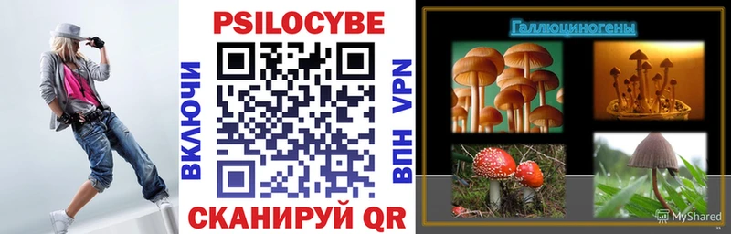 Псилоцибиновые грибы Cubensis кракен как зайти Холм даркнет сайт